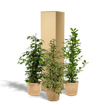 Ficus Benjamina Danielle - Ø21cm - ↨95cm + Ficus Benjamina Twilight - Ø21cm - ↨95cm + Ficus Microcarpa Moclame - Ø21cm - ↨95cm + Korb Selin