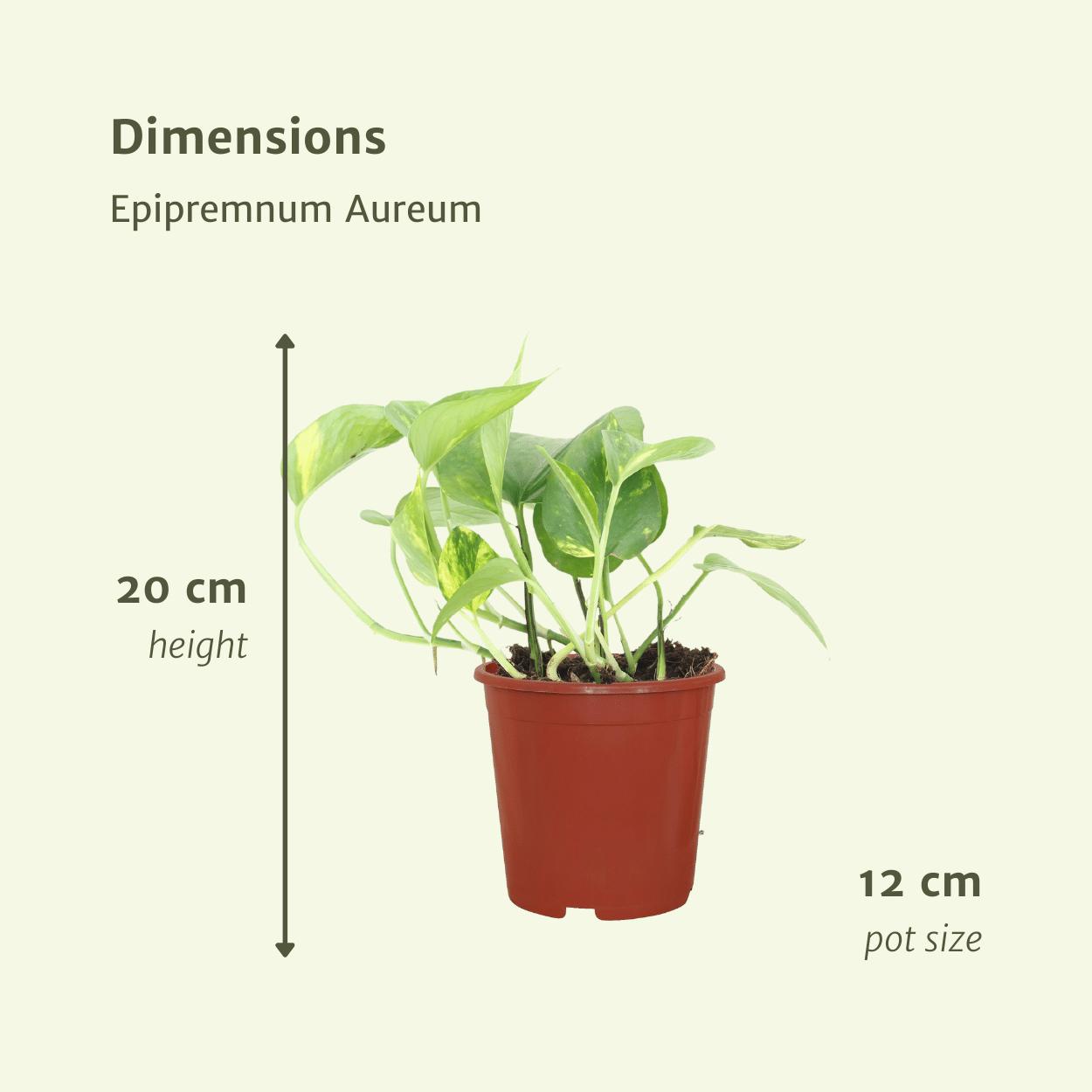 4x Epipremnum Aureum - Scindapsus - Ø12cm - ↨20cm