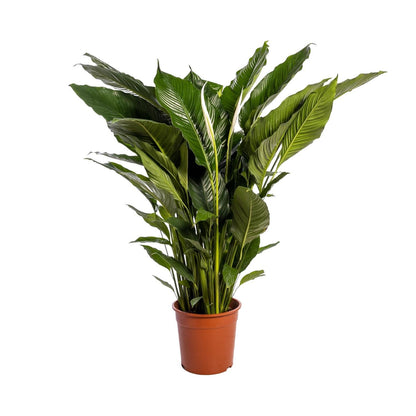 Spathiphyllum Sweet Sebastiano - Ø24cm - ↨110cm