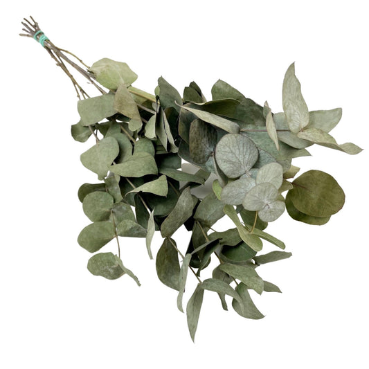 Getrocknete Blumen - 6 getrocknete Eucalyptus-Büsche - ↨50cm