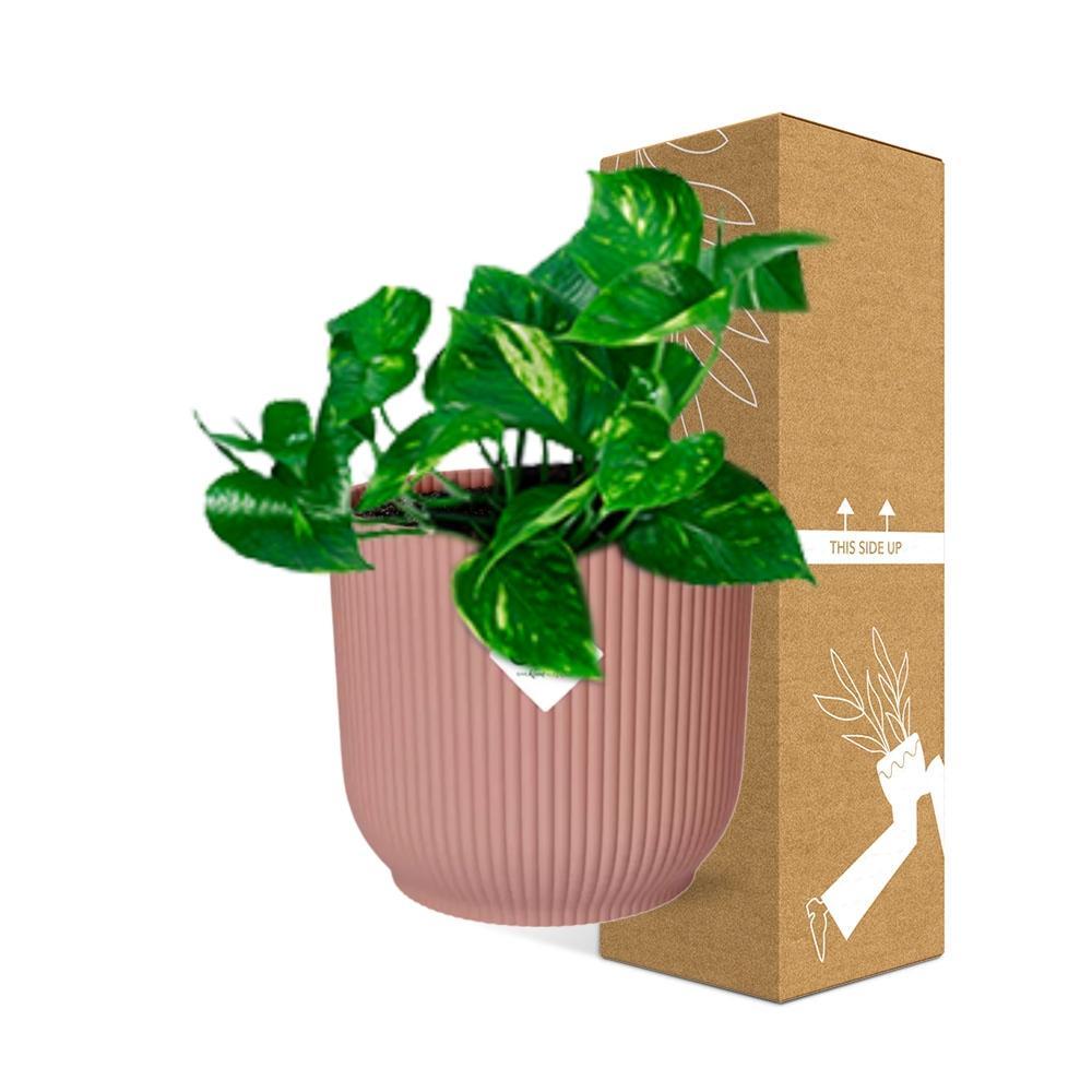 Epipremnum Pinnatum ‘Aureum’ ↨10cm-20cm in ELHO Vibes Fold Ø14cm rosa