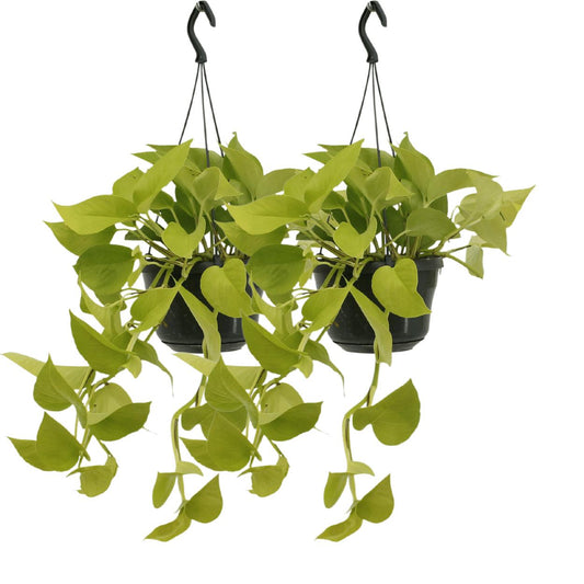 2x Epipremnum Golden Pothos - Scindapsus - Ø15cm - ↨25cm