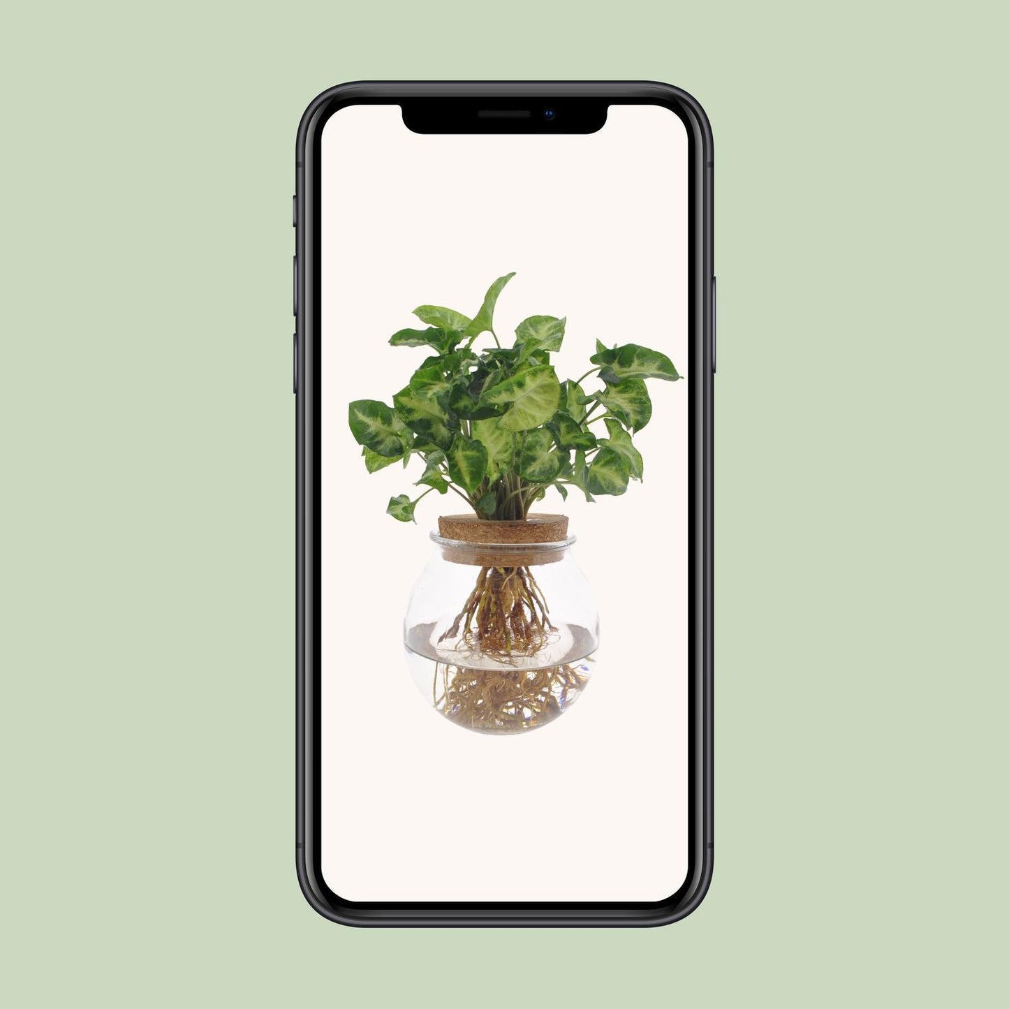 Syngonium Pixie im Glas - Ø12cm - ↨30cm