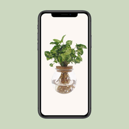 Syngonium Pixie im Glas - Ø12cm - ↨30cm