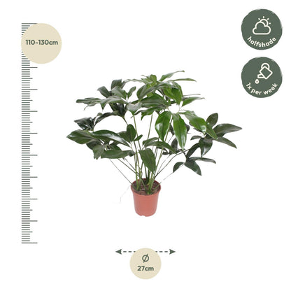 Philodendron Green Wonder - ↨120cm - Ø27cm