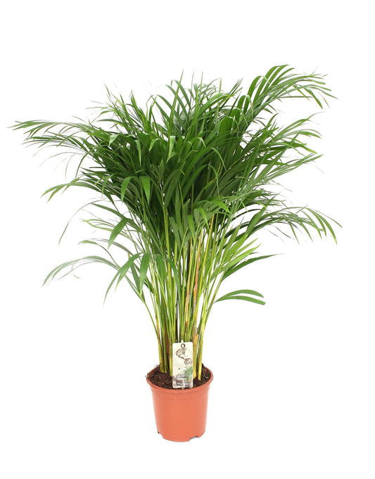 Dypsis Lutescens - Areca-Palme - Ø24cm - ↨120cm