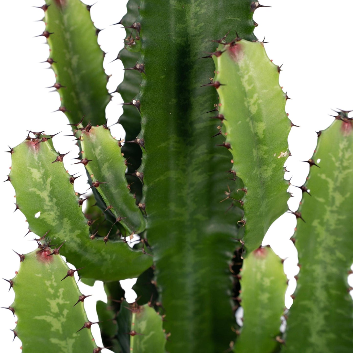 Euphorbia Acrurensis - Ø24cm - ↨60cm