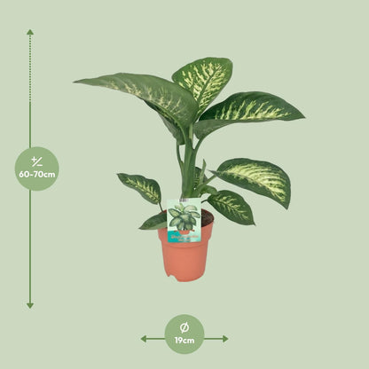 Dieffenbachia Seguine Tropic Snow - Ø19cm - ↨70cm