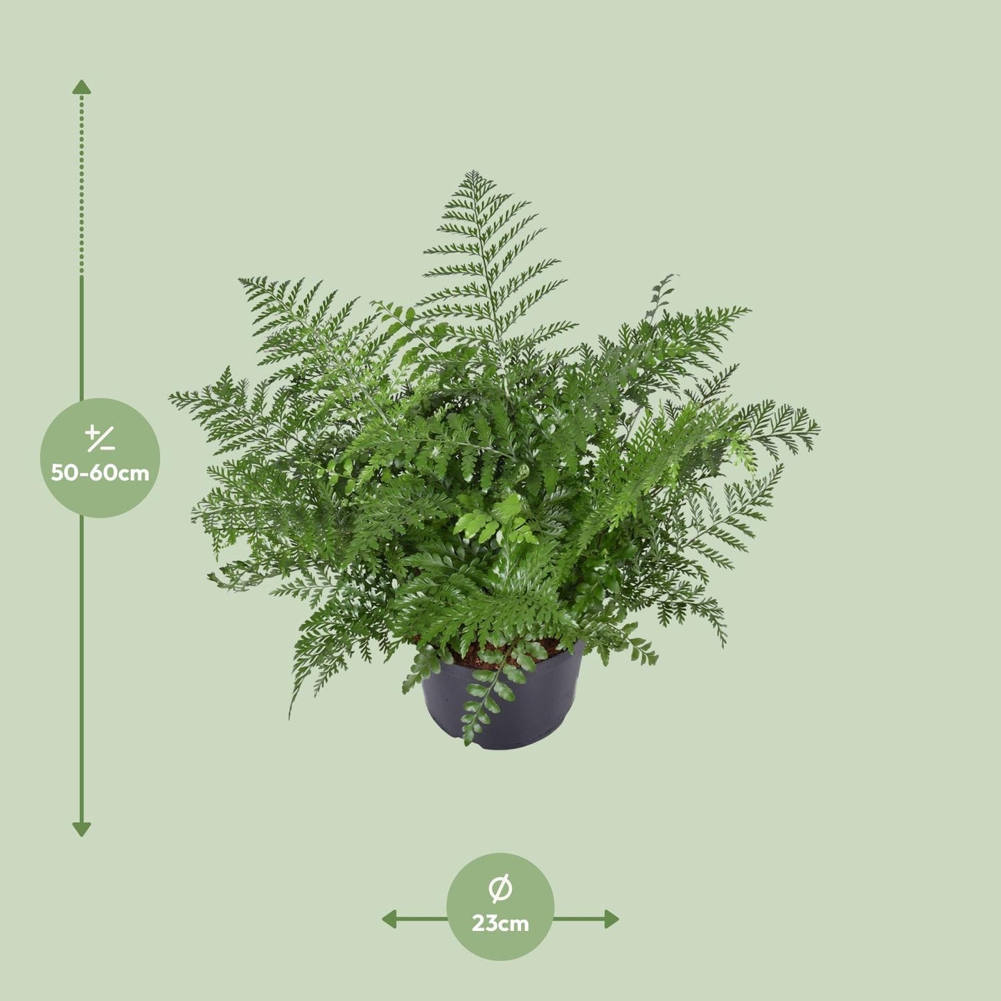 Asplenium Parvati - Nestfarn - ↨55cm - Ø23cm