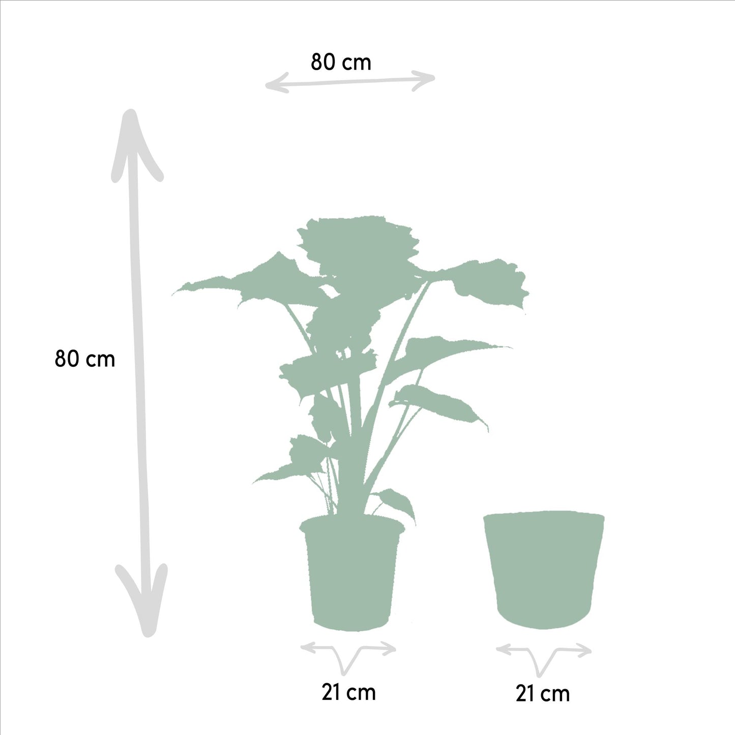 Alocasia Portodora - ↨80cm - Ø21cm + Korb Selin