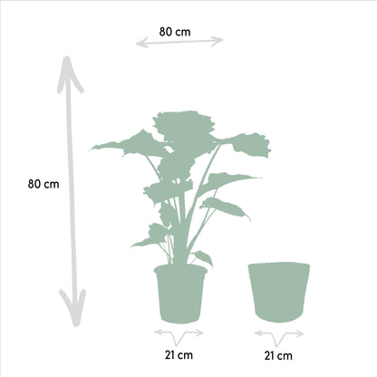 Alocasia Portodora - ↨80cm - Ø21cm + Korb Selin