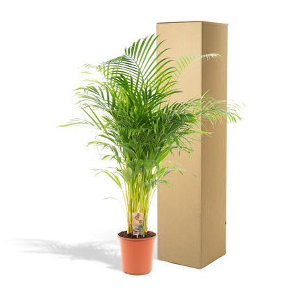 Areca-Palme -↨130cm - Ø24cm