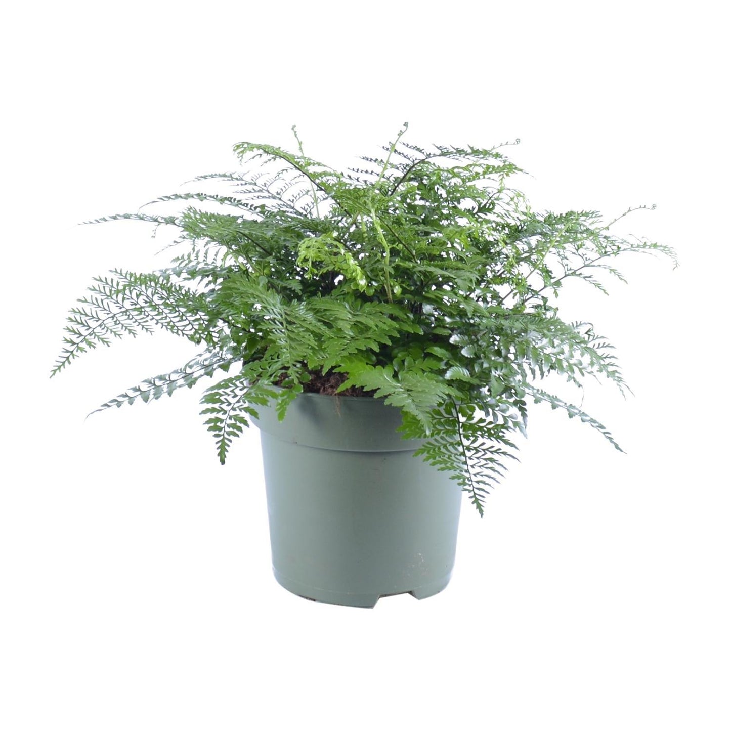 Asplenium Parvati - Nestfarn - Ø27cm - ↨50cm