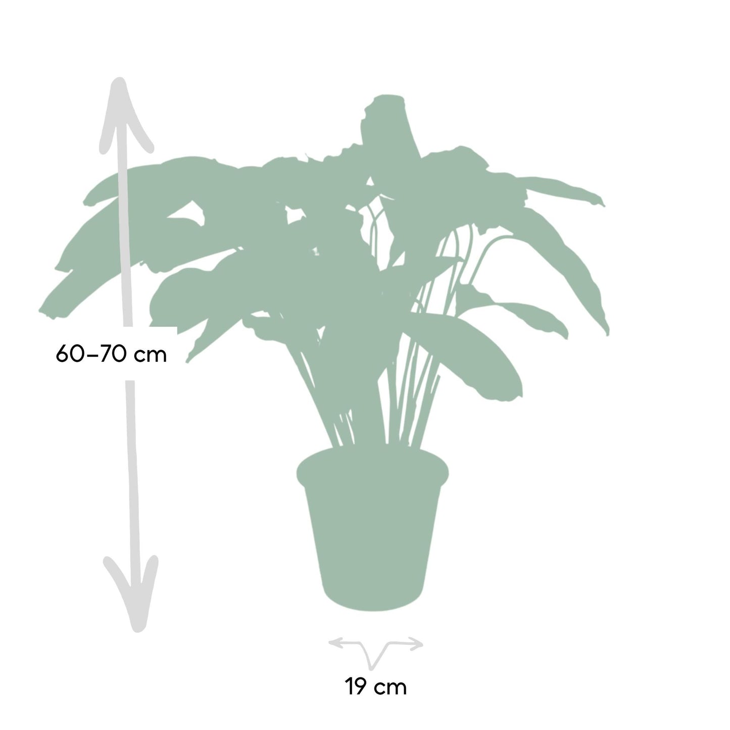 Calathea Flammenstern - Pfauenpflanze- ↨75cm - Ø19cm