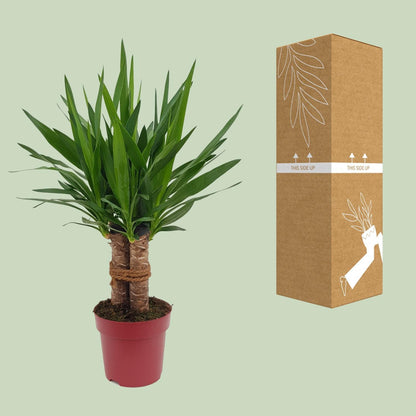 Yucca "Tres Cañas" mit Stamm - Ø19cm - ↨70cm