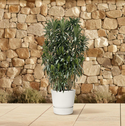 Nerium Oleander Strauch - ↨190cm- Ø55cm