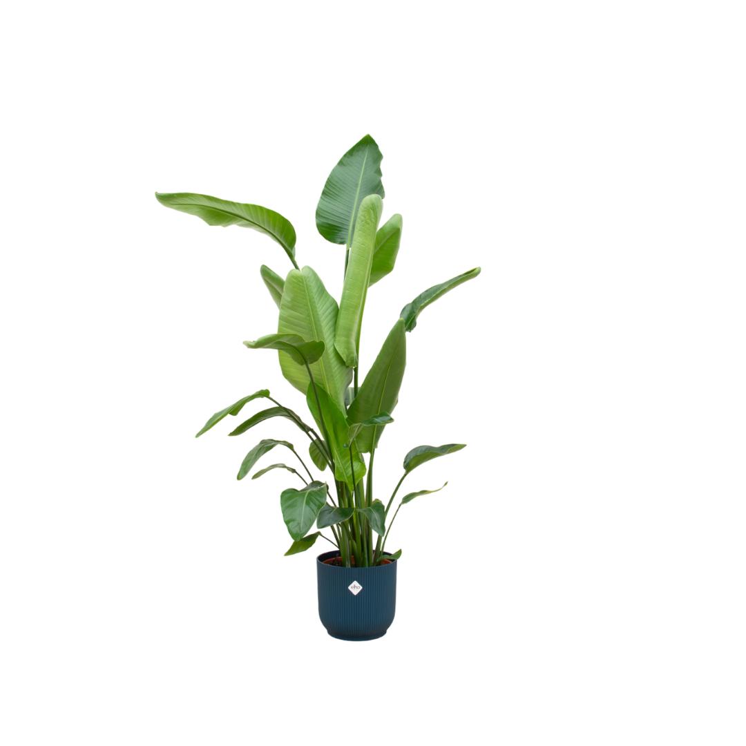 Strelitzia Nicolai inkl. Elho Vibes Fold Topf blau - ↨160cm - Ø30cm