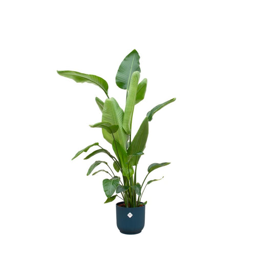 Strelitzia Nicolai inkl. Elho Vibes Fold Topf blau - ↨160cm - Ø30cm