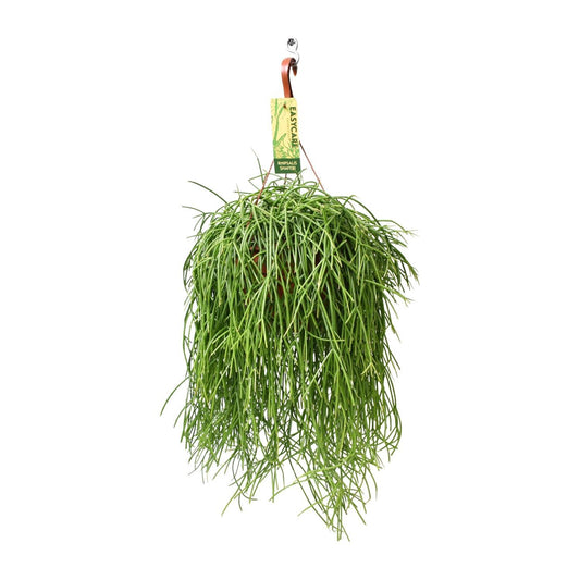 Rhipsalis Baccifera Shaferi - Ø21cm ↨60cm