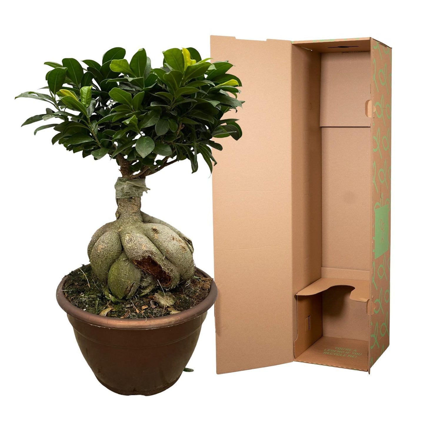 Ficus Ginseng - Chinesische Feige  - ↨50cm - Ø25cm