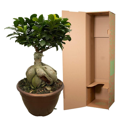 Ficus Ginseng - Chinesische Feige  - ↨50cm - Ø25cm