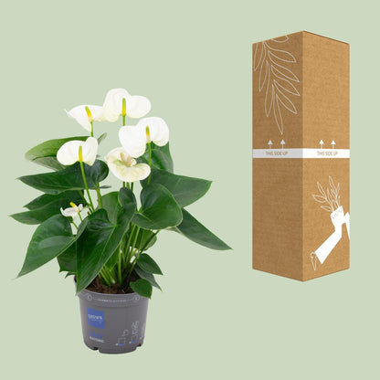 Anthurium White - ↨43cm - Ø12cm