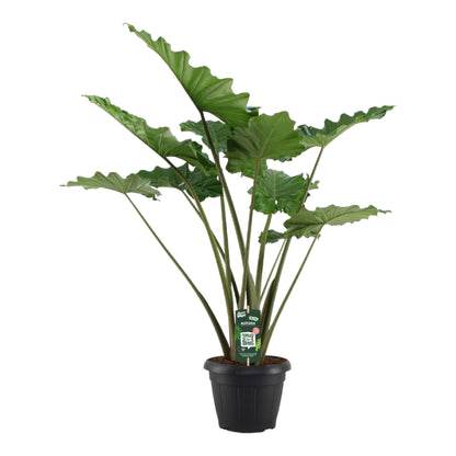 Alocasia Portodora - Elefantenohr - ↨140cm - Ø34cm