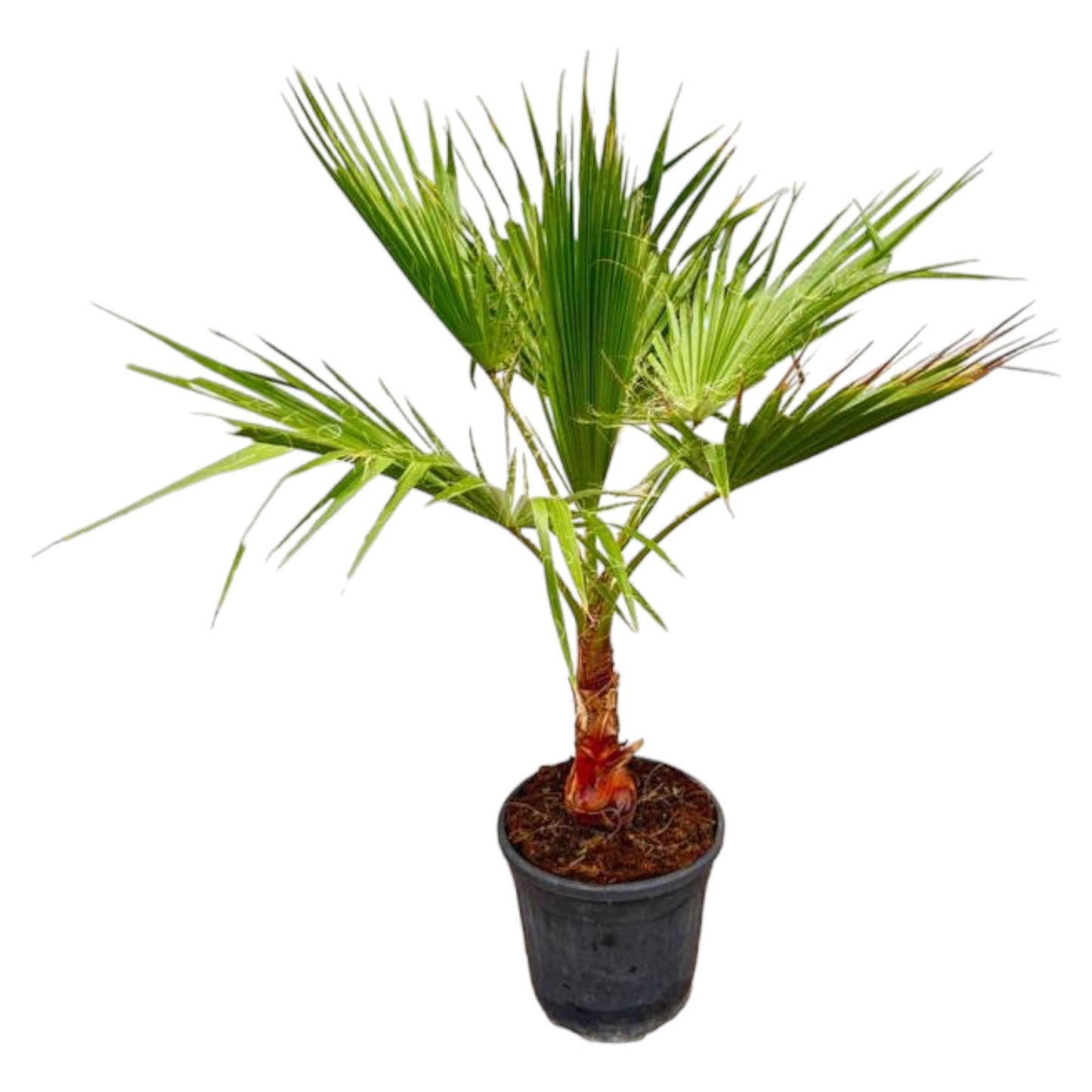 Washingtonia - Fächerpalme - ↨100cm - Ø21cm