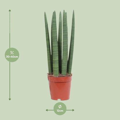 Sansevieria Straight - Ø12cm - ↨40cm