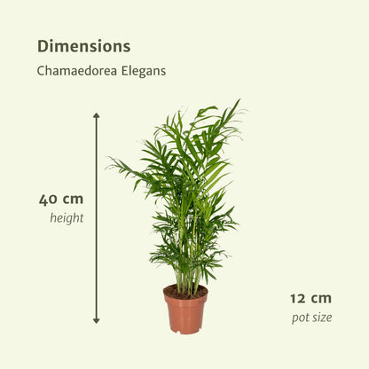 2x Chamaedorea Elegans - Mexikanische Bergpalme - Ø12cm - ↨40cm