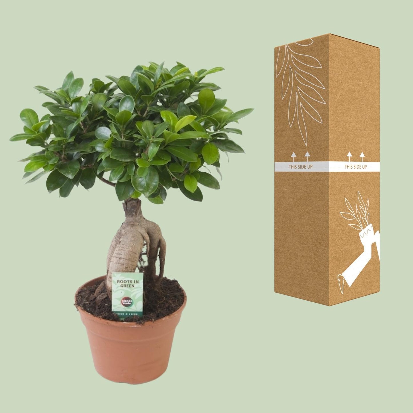 Ficus Ginseng - Chinesische Feige Pflanze - Ø17cm - ↨40cm