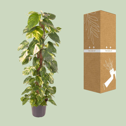 Epipremnum Pinnatum - Ø24cm - ↨120cm