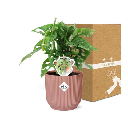 Monstera ‘Monkey Leaf’ - 20cm-30cm - in ELHO Vibes Fold Topf rosa 14cm