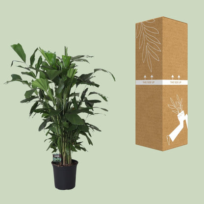 Caryota Mitis - Fischschwanzpalme-  Ø24cm - ↨120cm