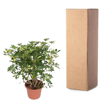 Schefflera Gold Capella verzweigt - ↨130 cm - Ø40cm