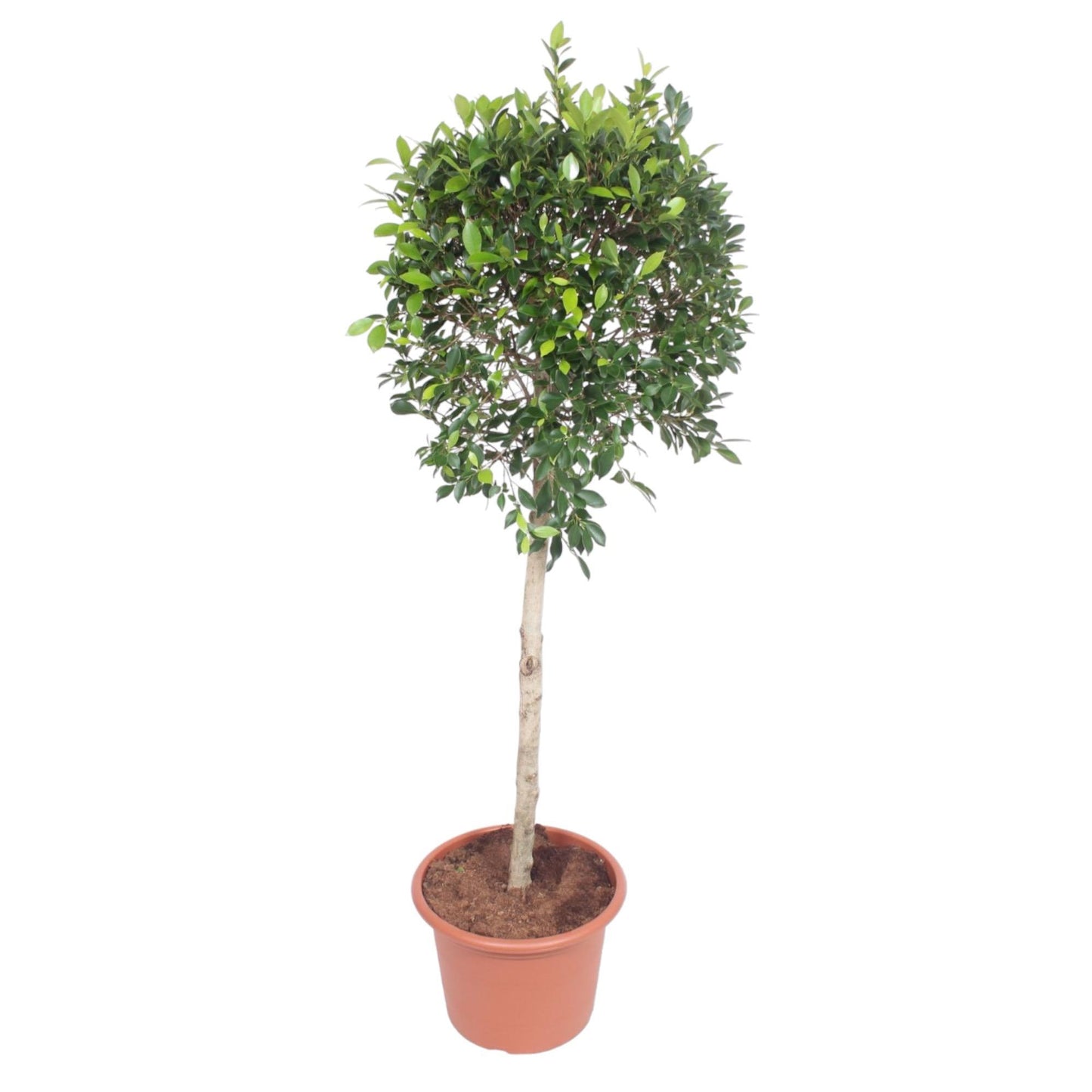 Ficus Nitida - ↨170cm - Ø40cm