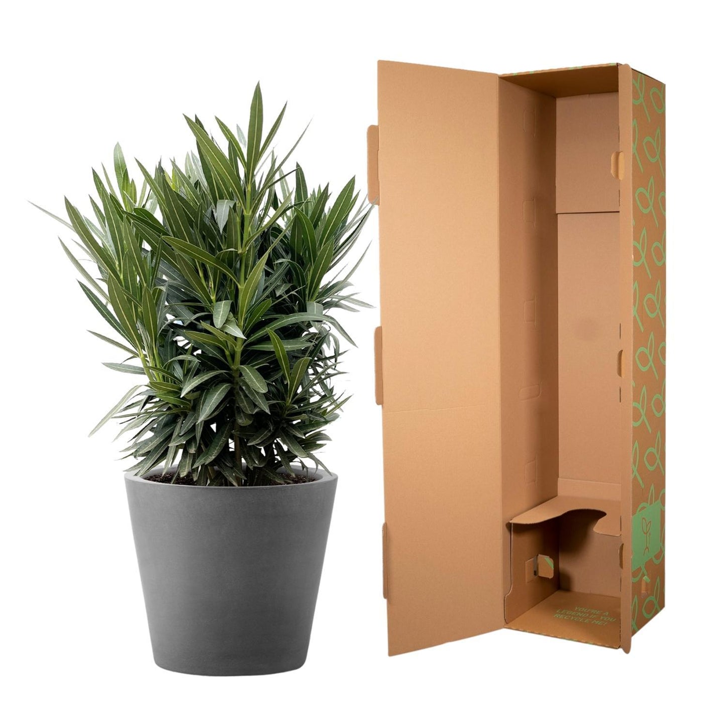 Nerium Oleander Strauch mit weißer Blüte - ↨130cm- Ø26cm