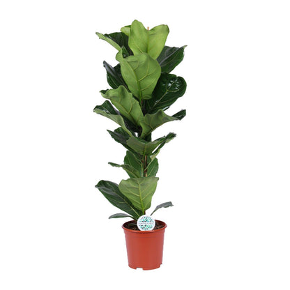 Ficus Lyrata - Geigenbaum - Ø21cm - ↨90cm