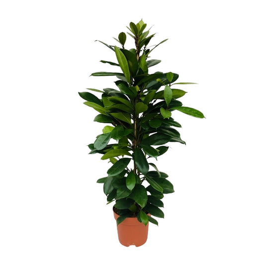 Ficus Cyathistipula - Gummibaum - Ø21cm - ↨105cm