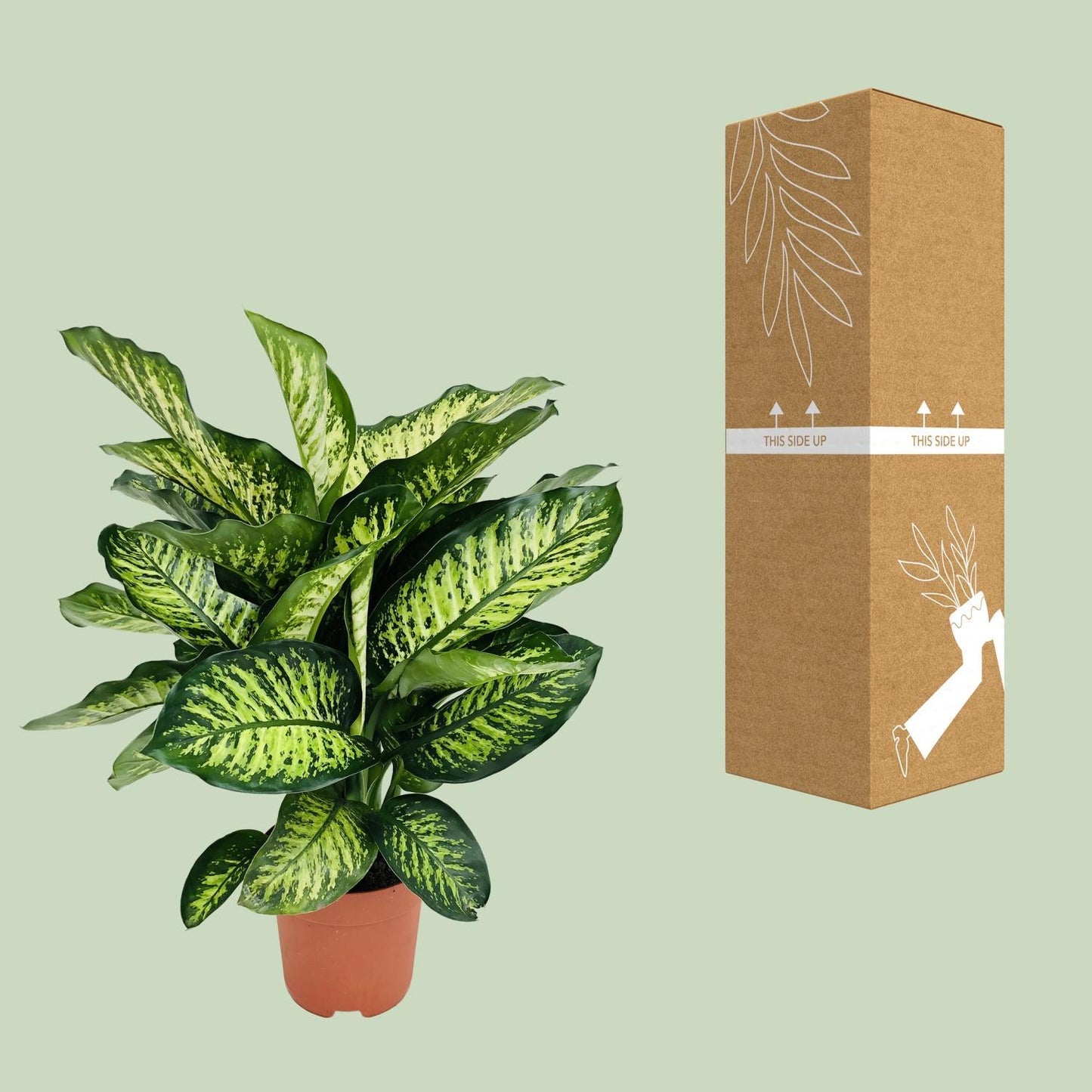 Dieffenbachia Camilla - Ø21cm - ↨75cm