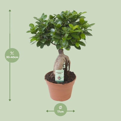 Ficus Ginseng - Chinesische Feige Pflanze - Ø17cm - ↨40cm