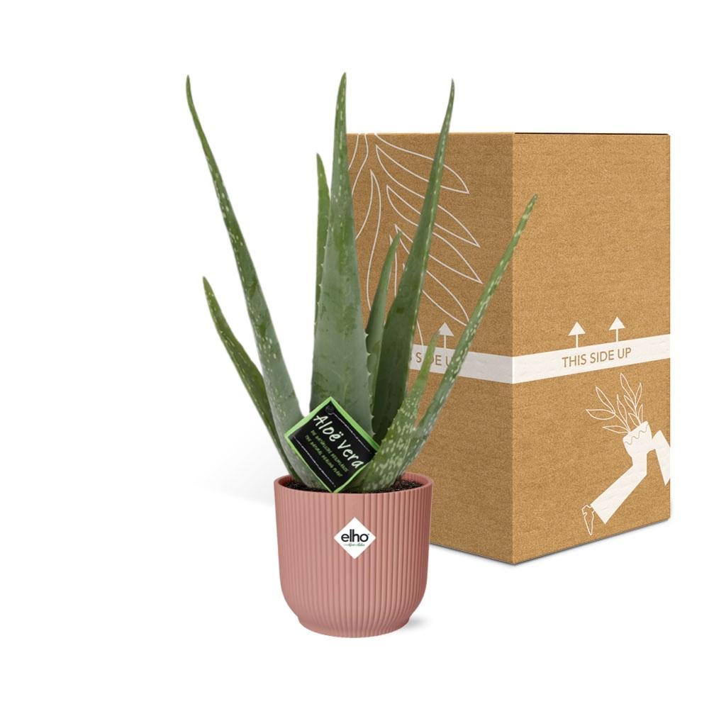 Aloe Vera - Ø12cm in ELHO Vibes Fold rosa - ↨40-50cm -  Ø14cm Topf