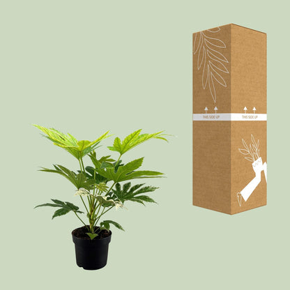 Fatsia Japonica - Zimmeraralie  - Ø17cm - ↨50cm