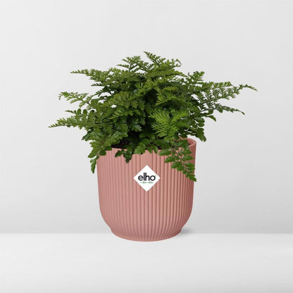 Asplenium Parvati - 10cm - 20cm - in ELHO Vibes Fold 14cm rosa