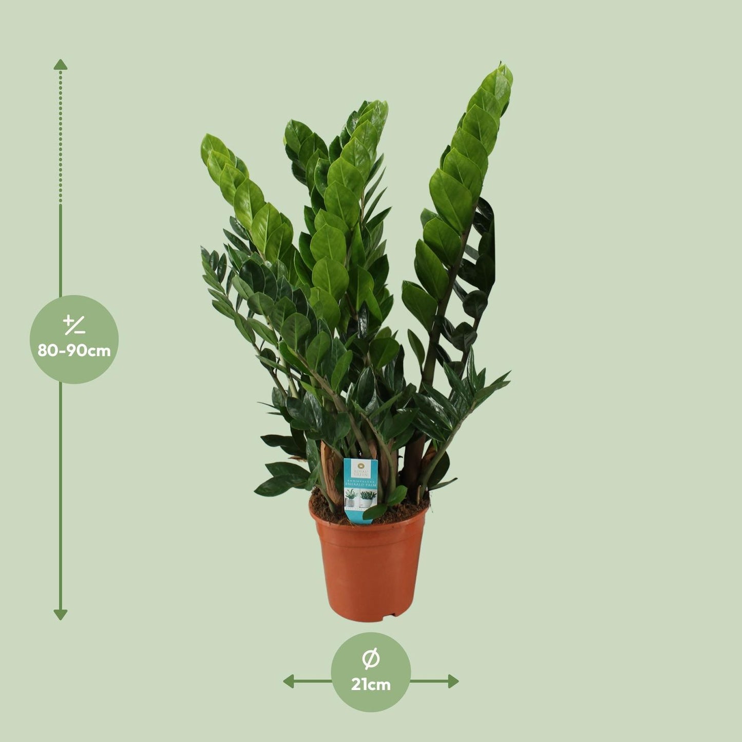 Zamioculcas Zamiifolia - Ø21cm - ↨80cm