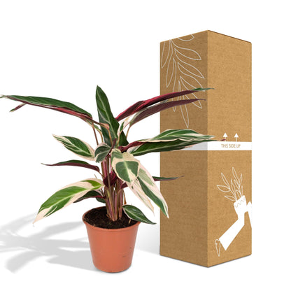 Calathea Triostar - Pfauenpflanze - ↨70cm - Ø19cm