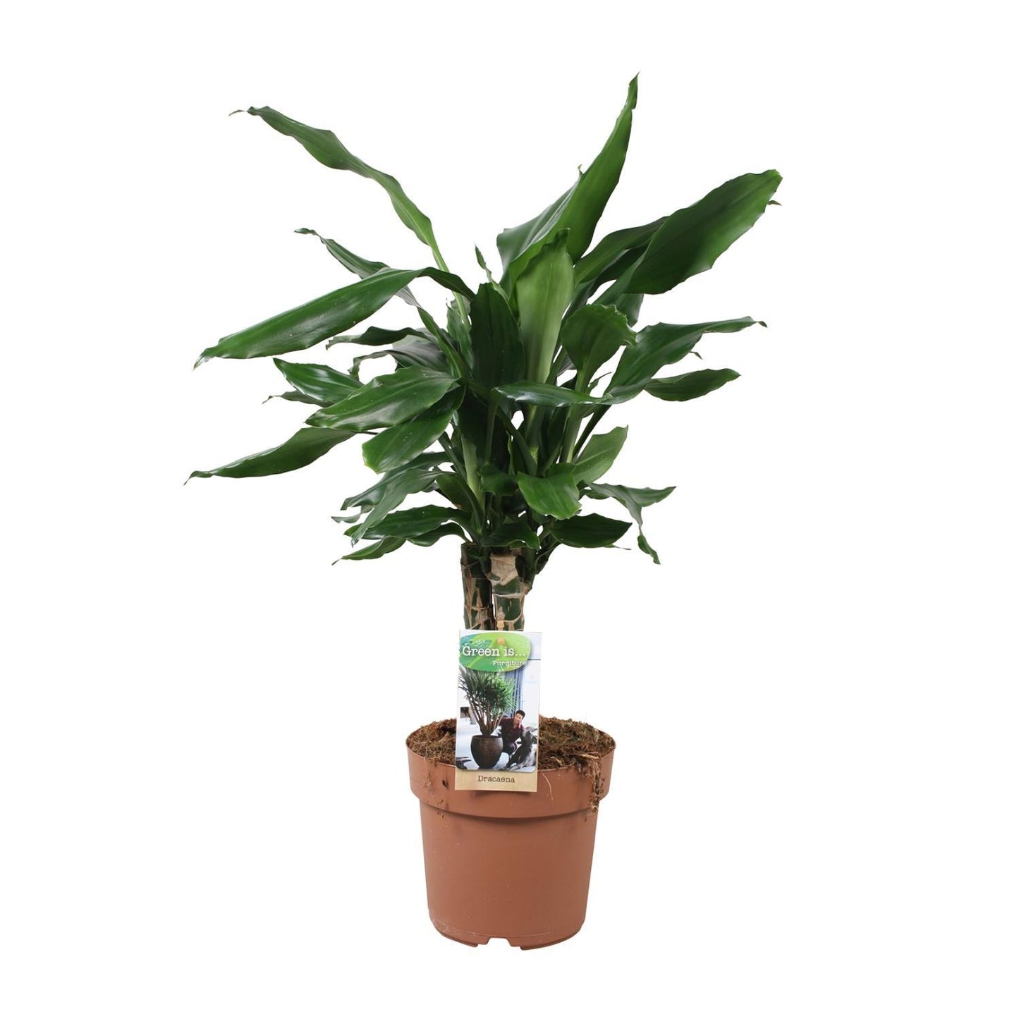 Dracaena Steudneri - Drachenbaum - Ø17cm - ↨55cm