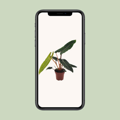 Philodendron Billietiae - Ø12cm - ↨25cm