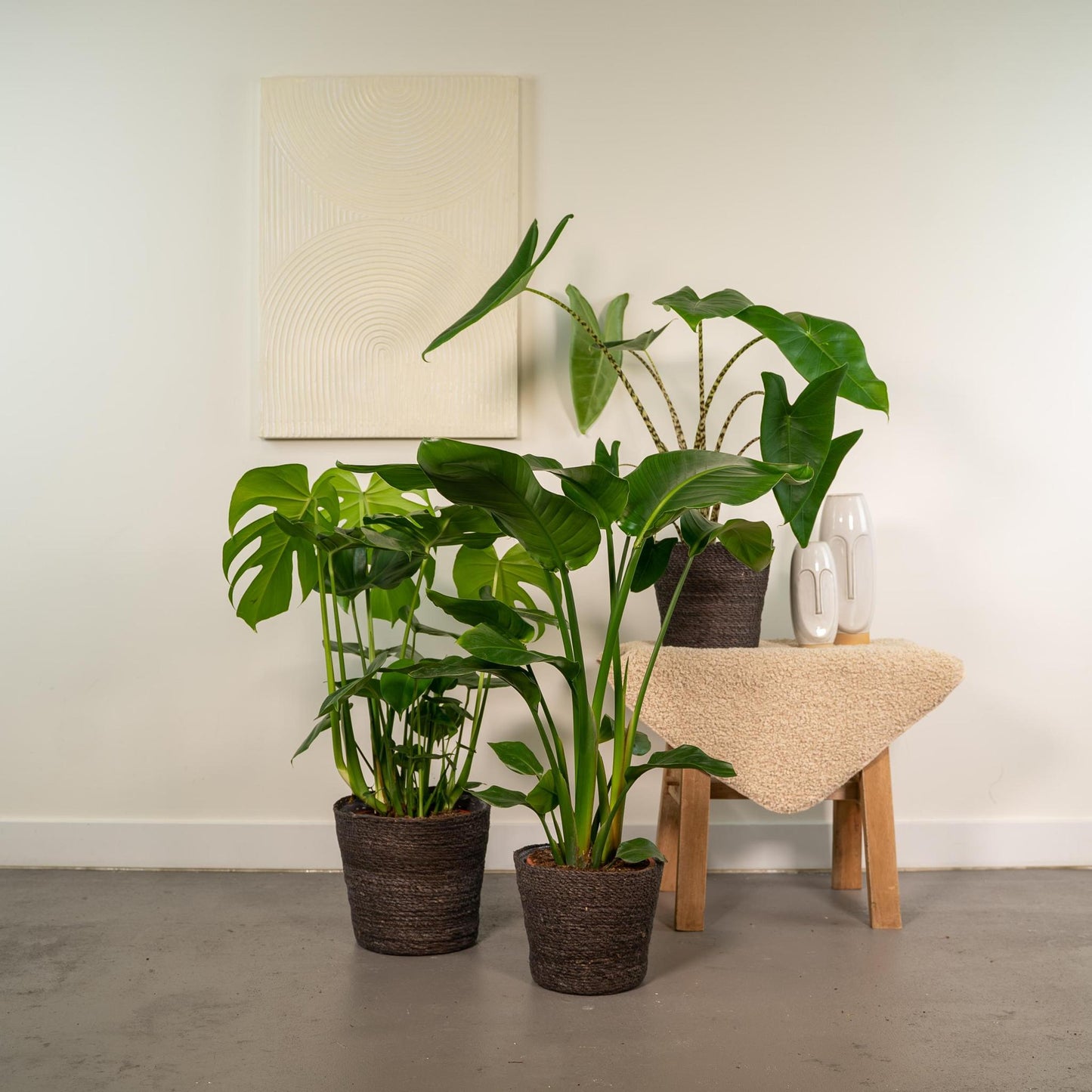 Monstera Deliciosa - Ø21cm - ↨75cm + Alocasia Zebrina - Ø19cm - ↨75cm + Strelitzia Nicolai - Ø19cm - ↨85cm