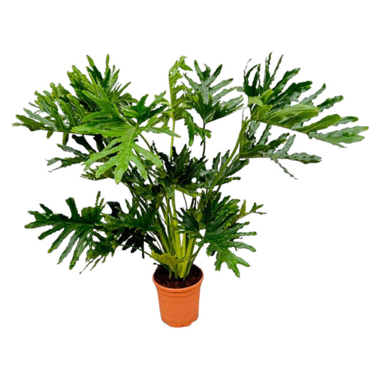 Philodendron Selloum - ↨150cm - Ø30cm